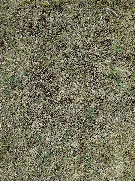 Campylopus introflexus, Heath Star Moss