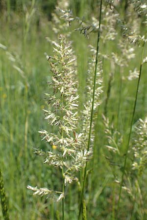 Koeleria pyramidata, Pyramidal Hair Grass