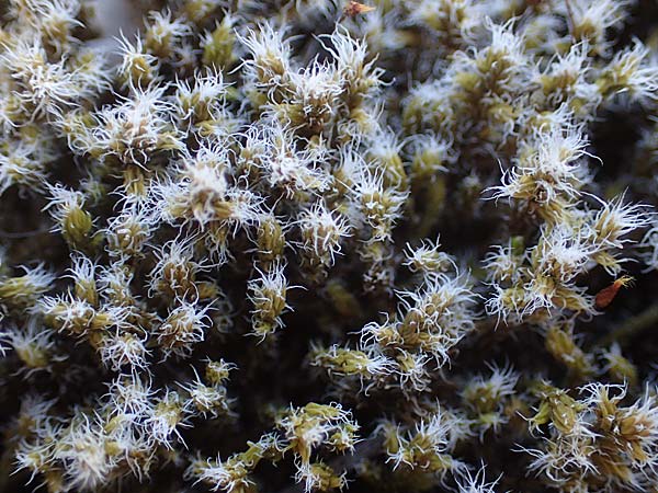 Campylopus introflexus \ Kaktus-Moos / Heath Star Moss, D Mannheim 26.4.2021