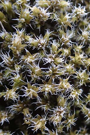 Campylopus introflexus \ Kaktus-Moos / Heath Star Moss, D Mannheim 13.5.2021