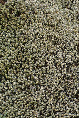 Campylopus introflexus \ Kaktus-Moos / Heath Star Moss, D Mannheim 13.5.2021