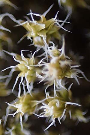Campylopus introflexus \ Kaktus-Moos / Heath Star Moss, D Mannheim 13.5.2021