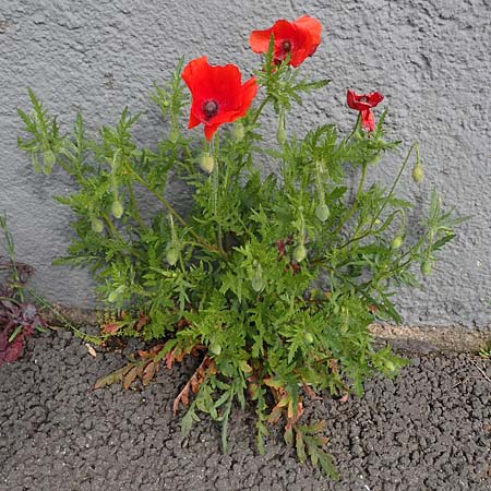 Papaver rhoeas, Tomato