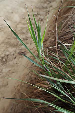 Dianthus carthusianorum subsp. carthusianorum \ Kart�user-Nelke / Carthusian Pink, D Bensheim 29.4.2022