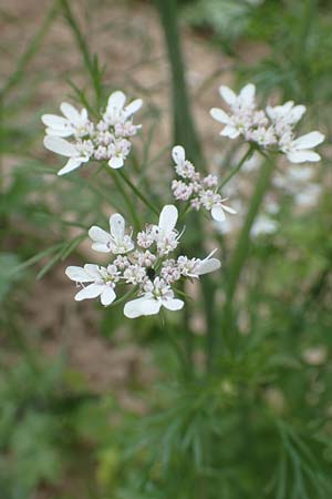Coriandrum sativum \ Koriander / Coriander Seeds, Cilandro, D Lorsch 25.5.2017