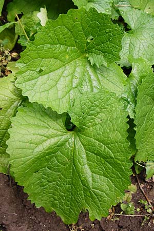 Alliaria petiolata \ Knoblauch-Rauke, Knoblauch-Hederich / Garlic Mustard, D Brackenheim 30.5.2015