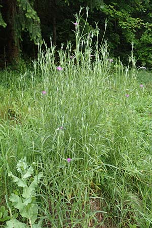 Agrostemma githago \ Korn-Rade, D Lonetal bei Bissingen 9.6.2016