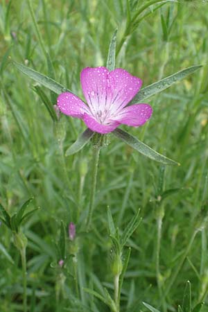 Agrostemma githago \ Korn-Rade, D Lonetal bei Bissingen 9.6.2016
