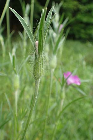 Agrostemma githago \ Korn-Rade, D Lonetal bei Bissingen 9.6.2016