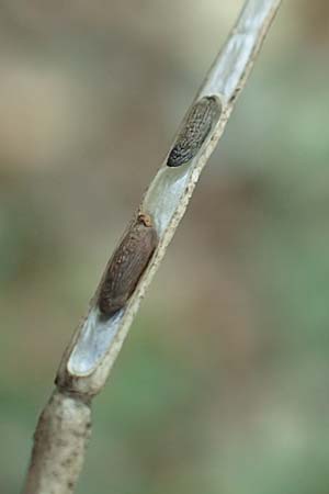 Alliaria petiolata \ Knoblauch-Rauke, Knoblauch-Hederich / Garlic Mustard, D Odenwald, F&uuml;rth-Erlenbach 27.8.2020