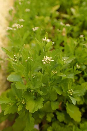 Lepidium sativum \ Garten-Kresse / Garden Cress, D Mannheim 23.6.2021
