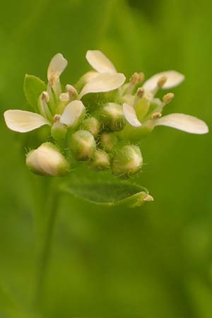 Lepidium sativum \ Garten-Kresse / Garden Cress, D Mannheim 23.6.2021