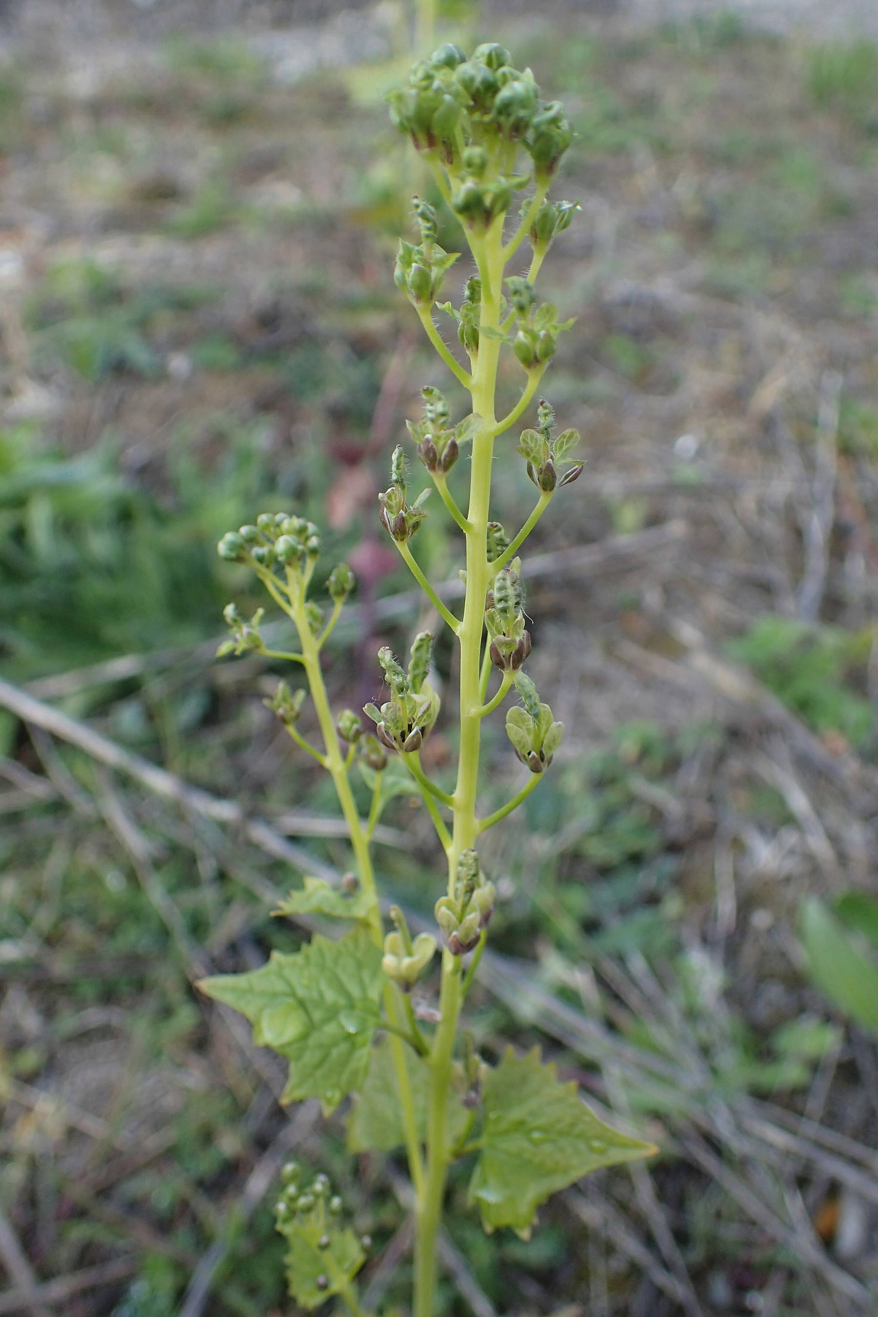 Alliaria petiolata \ Knoblauch-Rauke, Knoblauch-Hederich / Garlic Mustard, D Mannheim 26.4.2022