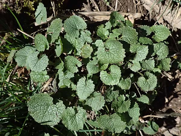 Alliaria petiolata \ Knoblauch-Rauke, Knoblauch-Hederich / Garlic Mustard, D Odenwald, Ursenbach 2.3.2025