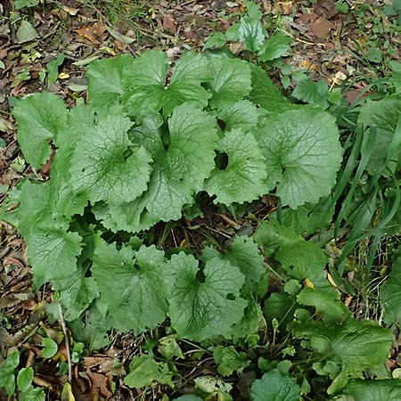 Alliaria petiolata \ Knoblauch-Rauke, Knoblauch-Hederich / Garlic Mustard, D Neckargerach 10.10.2025