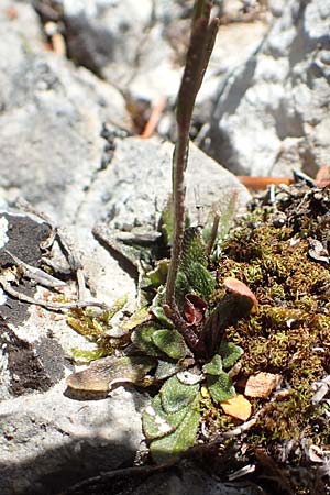 Kernera saxatilis \ Felsen-Kugelsch�tchen / Kernera, D Fridingen 3.6.2015
