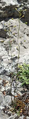 Kernera saxatilis \ Felsen-Kugelsch�tchen / Kernera, D Fridingen 3.6.2015