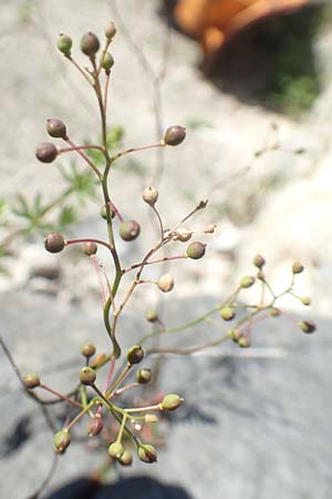 Kernera saxatilis \ Felsen-Kugelsch�tchen / Kernera, D Pfronten 28.6.2016
