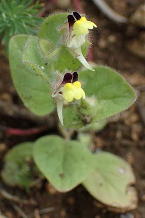 Kickxia spuria \ Unechtes T�nnel-Leinkraut / Round-Leaved Fluellen, D Gr&uuml;nstadt-Asselheim 6.8.2021