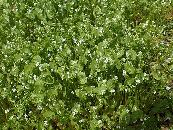 Claytonia perfoliata \ Gew�hnliches Tellerkraut, Kuba-Spinat / Miner's Lettuce, D Hockenheim 26.4.2023