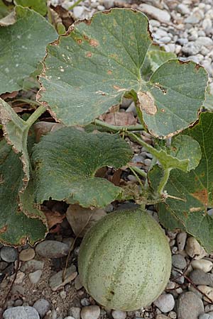 Cucurbita pepo, K�rbis