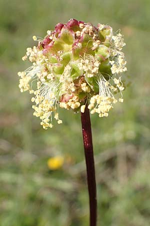 Sanguisorba minor, Salad Burnet
