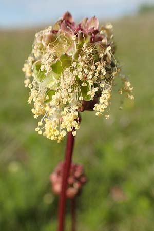 Sanguisorba minor, Kleiner Wiesenknopf