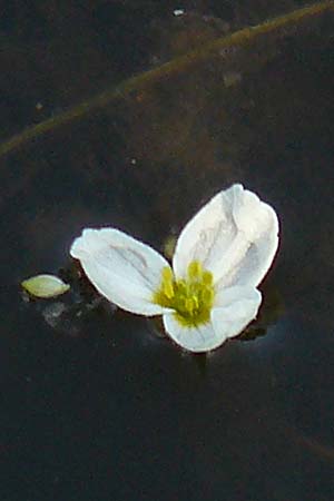 Luronium natans \ Froschkraut, Schwimml�ffel / Floating Water-Plantain, D Dorsten 14.6.2018