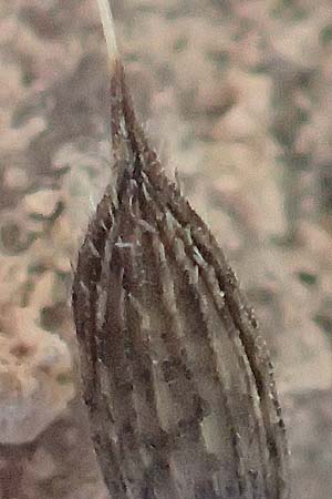 Lactuca serriola / Prickly Lettuce, D Schriesheim 13.9.2016