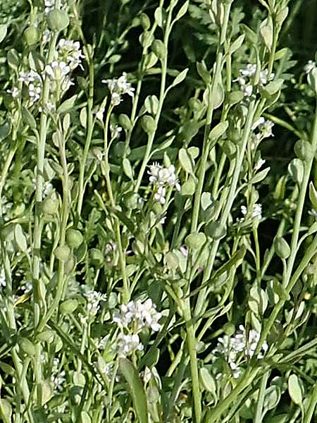 Lepidium sativum \ Garten-Kresse / Garden Cress, D Kehl 7.10.2017