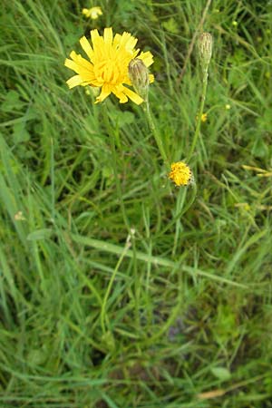 Scorzoneroides autumnalis \ Herbst-Schuppenl�wenzahn / Autumn Hawkbit, Fall Dandelion, D Eppertshausen 12.6.2010