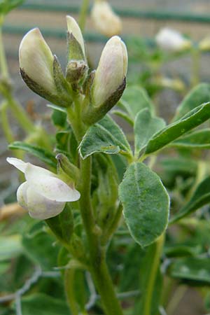 Lupinus albus subsp. albus \ Wei�e Lupine / White Lupin, D Botan. Gar.  Universit.  Mainz 13.9.2008