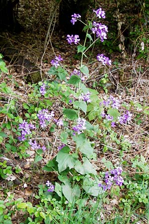 Lunaria annua \ Einj�hriges Garten-Silberblatt, D Odenwald, Zotzenbach 2.5.2015