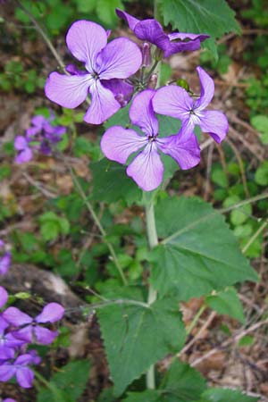 Lunaria annua \ Einj�hriges Garten-Silberblatt, D Odenwald, Zotzenbach 2.5.2015