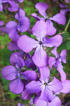 Lunaria annua \ Einj�hriges Garten-Silberblatt, D Odenwald, Zotzenbach 2.5.2015