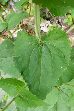 Lunaria annua \ Einj�hriges Garten-Silberblatt, D Odenwald, Zotzenbach 2.5.2015