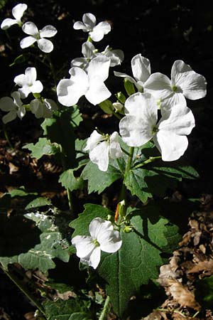 Lunaria annua \ Einj�hriges Garten-Silberblatt, D Wagh&auml;usel 5.5.2015