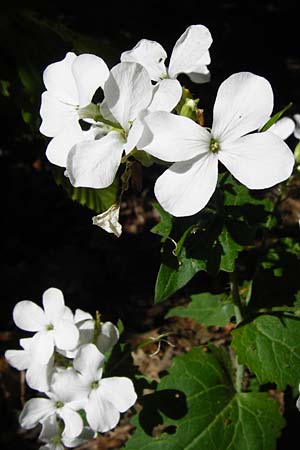 Lunaria annua \ Einj�hriges Garten-Silberblatt, D Wagh&auml;usel 5.5.2015