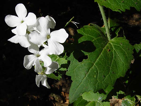 Lunaria annua \ Einj�hriges Garten-Silberblatt, D Wagh&auml;usel 5.5.2015
