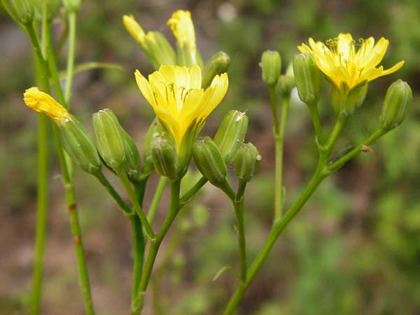 Lapsana communis subsp. communis \ Gemeiner Rainkohl / Nipplewort, D &Ouml;stringen-Eichelberg 25.5.2015