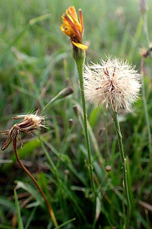 Scorzoneroides autumnalis \ Herbst-Schuppenl�wenzahn / Autumn Hawkbit, Fall Dandelion, D Odenwald, Hammelbach 3.9.2015