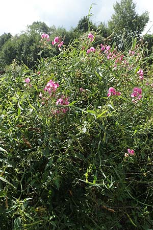 Lathyrus latifolius \ Breitbl�ttrige Platterbse, D L&uuml;tzelbach 19.8.2017