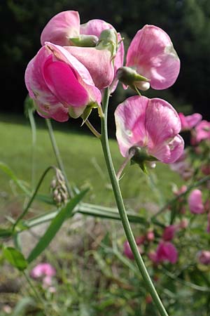 Lathyrus latifolius \ Breitbl�ttrige Platterbse, D L&uuml;tzelbach 19.8.2017