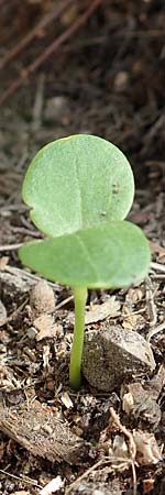 Lunaria annua \ Einj�hriges Garten-Silberblatt, D Mannheim 9.4.2018