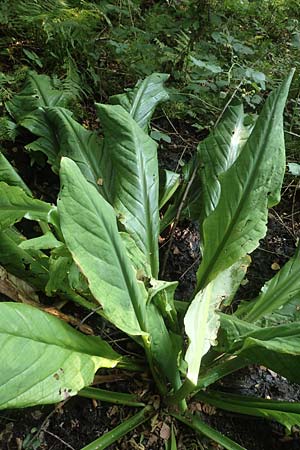 Lysichiton americanus, Gelbe Schein-Kalla, Amerikanischer Stinktier-Kohl