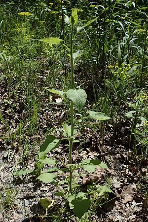 Lapsana communis subsp. communis \ Gemeiner Rainkohl / Nipplewort, D Ketsch 14.5.2019