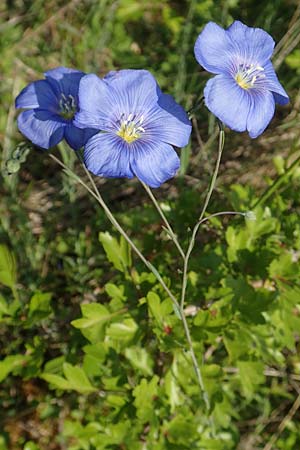 Linum austriacum, &Ouml;sterreicher Lein