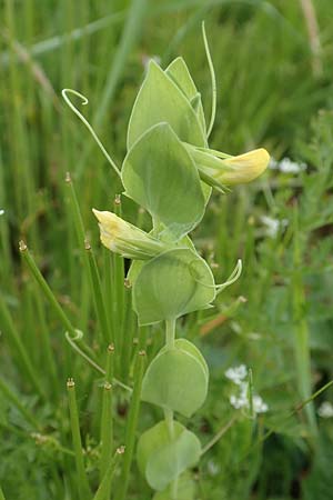 Lathyrus aphaca \ Ranken-Platterbse / Yellow Vetchling, D Neuleiningen 25.5.2020