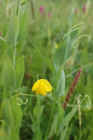 Lathyrus aphaca \ Ranken-Platterbse / Yellow Vetchling, D Neuleiningen 25.5.2020