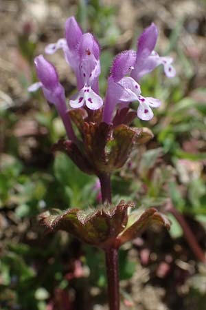 Lamium amplexicaule, St&auml;ngelumfassende Taubnessel